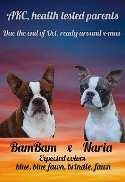Blue fawn boston terrier cheap